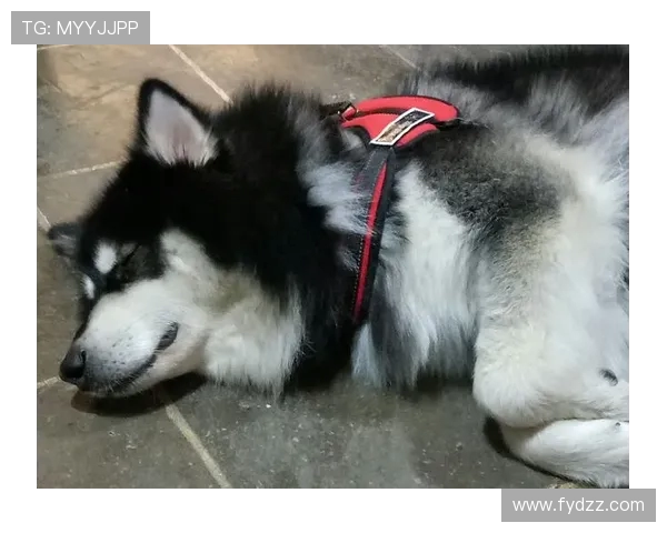 阿斯曝埃切维里转会吉罗纳在即尽管本人并不情愿只是时间问题